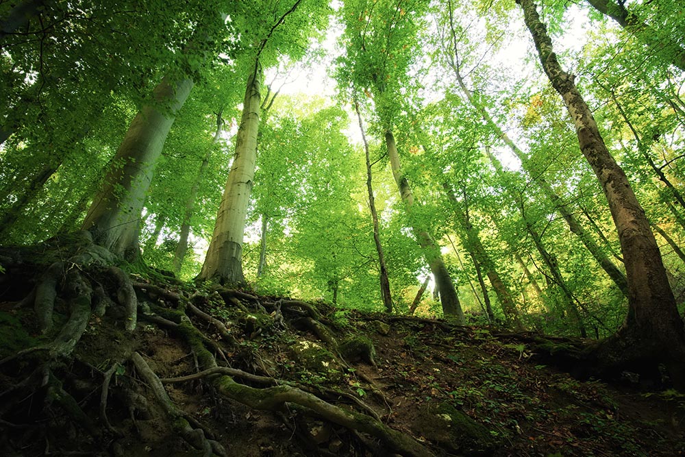 Parents are akin to Tree Roots