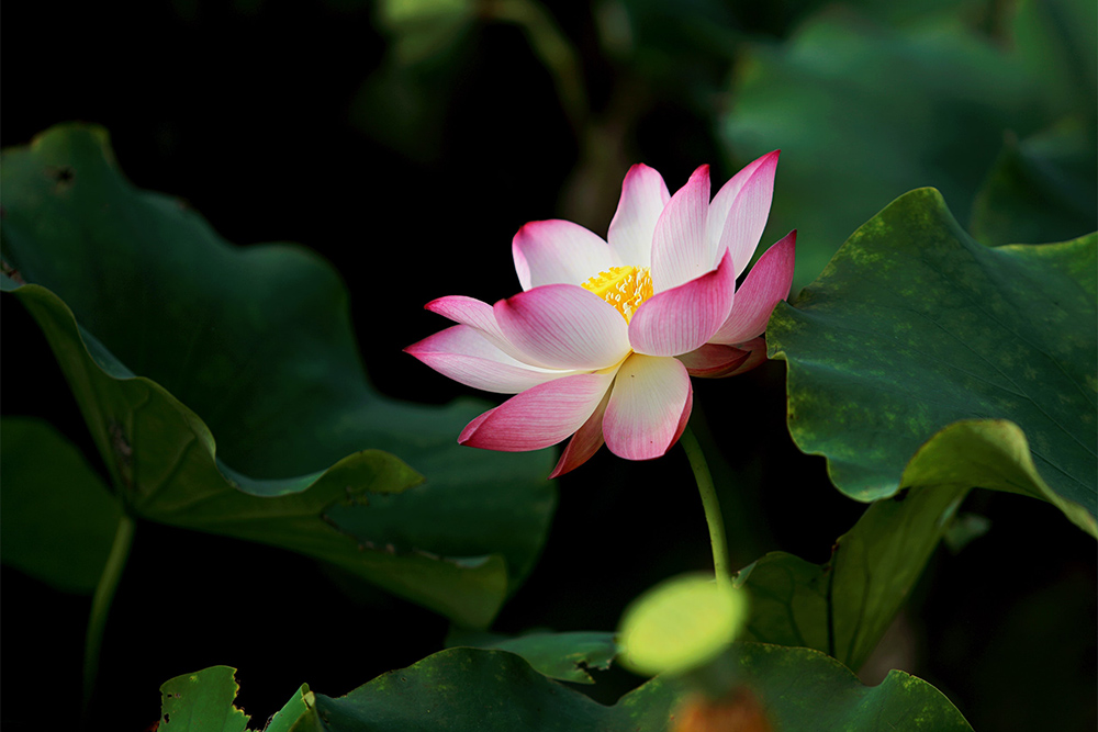 Expound the Truth of Life after Experiencing Suffering