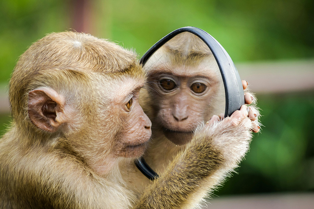 Tale of a Bodhisattva Monkey who Saves an Ungrateful Man 