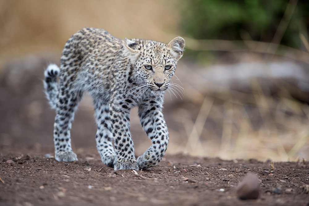 Greedy Little Leopard