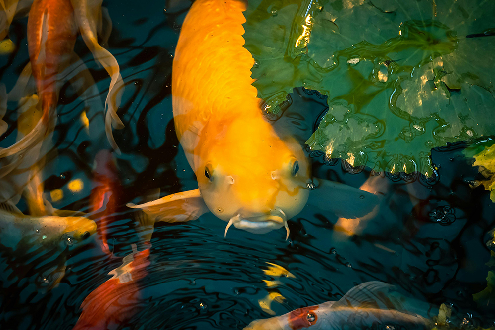 The Story of Gifting Fish