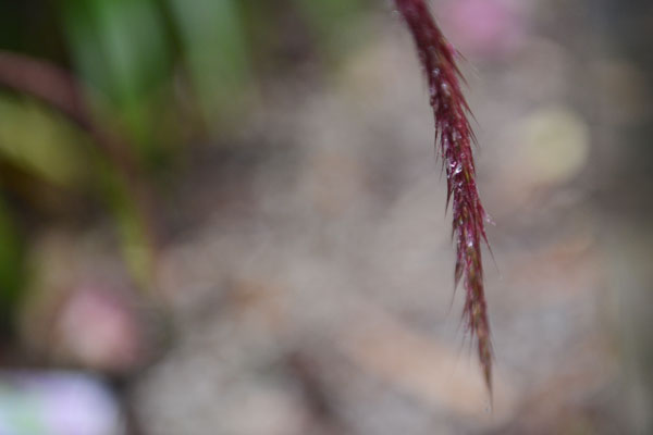 我的钻石项链是假的