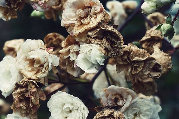 情迷痴爱恼人心