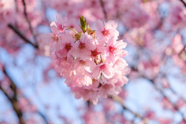出门不忘祖母最爱的鹭鸶糖