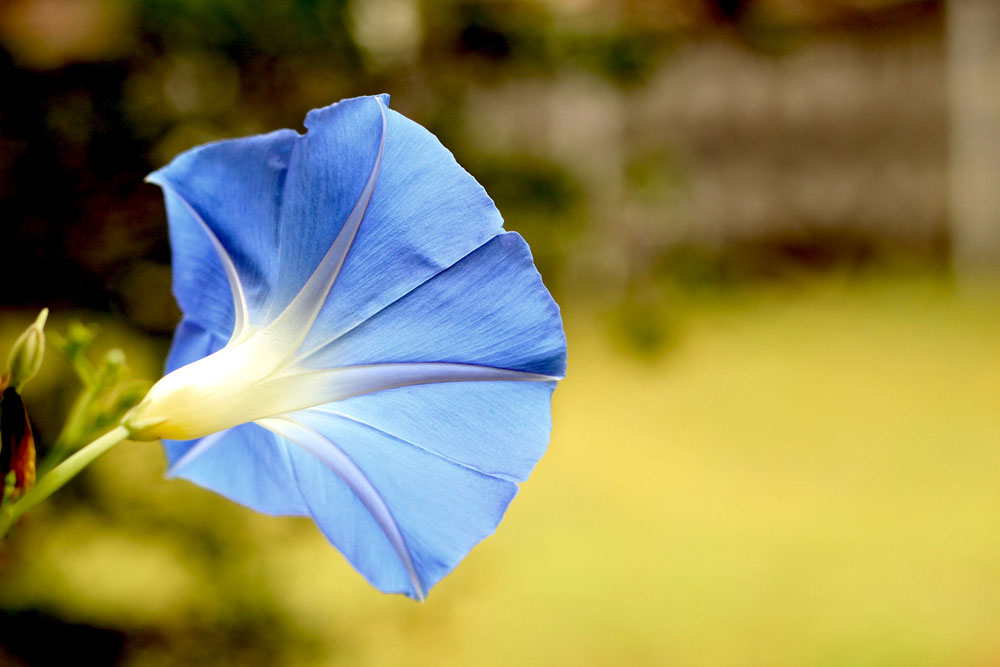 bell flower bloom blossom 1000x667