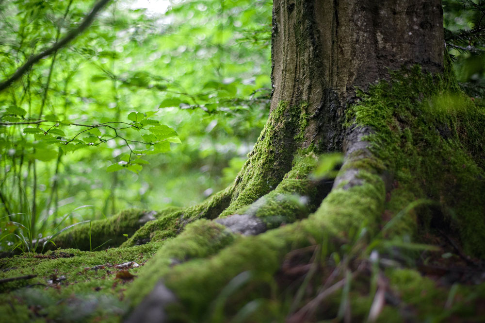 environment forest grass 14