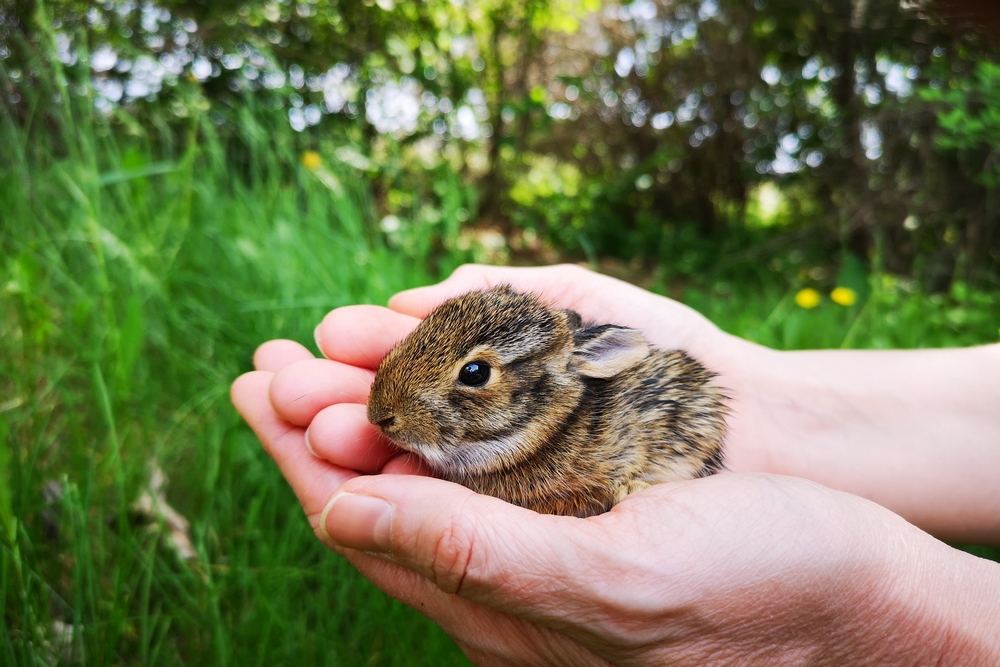 The Beginning of Man’s Kindness