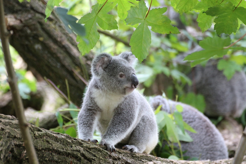 koala cute tree zoo 1000x667