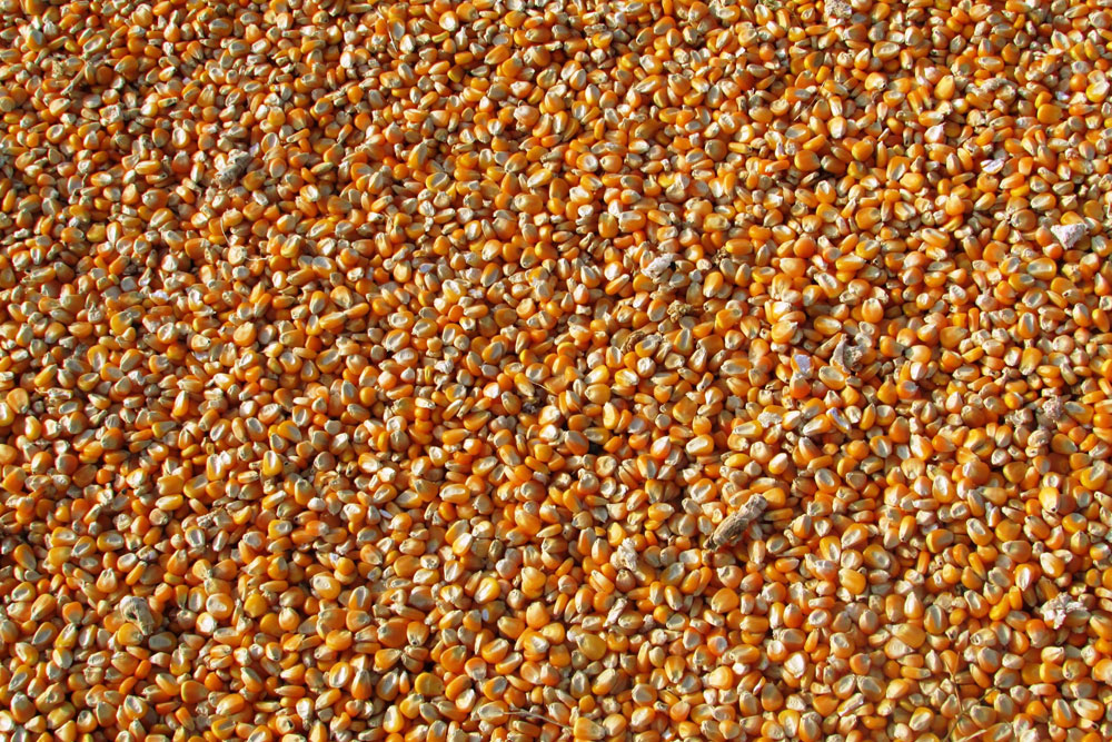 maize corn 1000x667