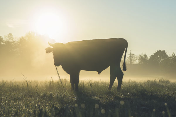 这头牛是我大哥 