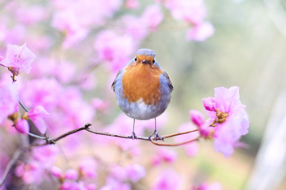 spring bird 2295436 1000x667