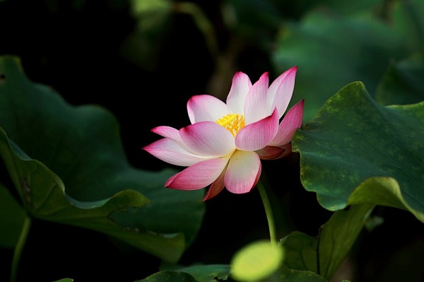 My Journey in “Wisdom at Dawn”