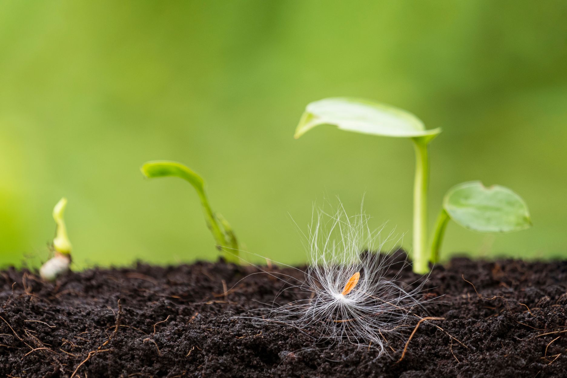 不可思议的因核果海