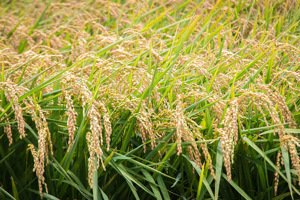 27801796486 53db720786 o2