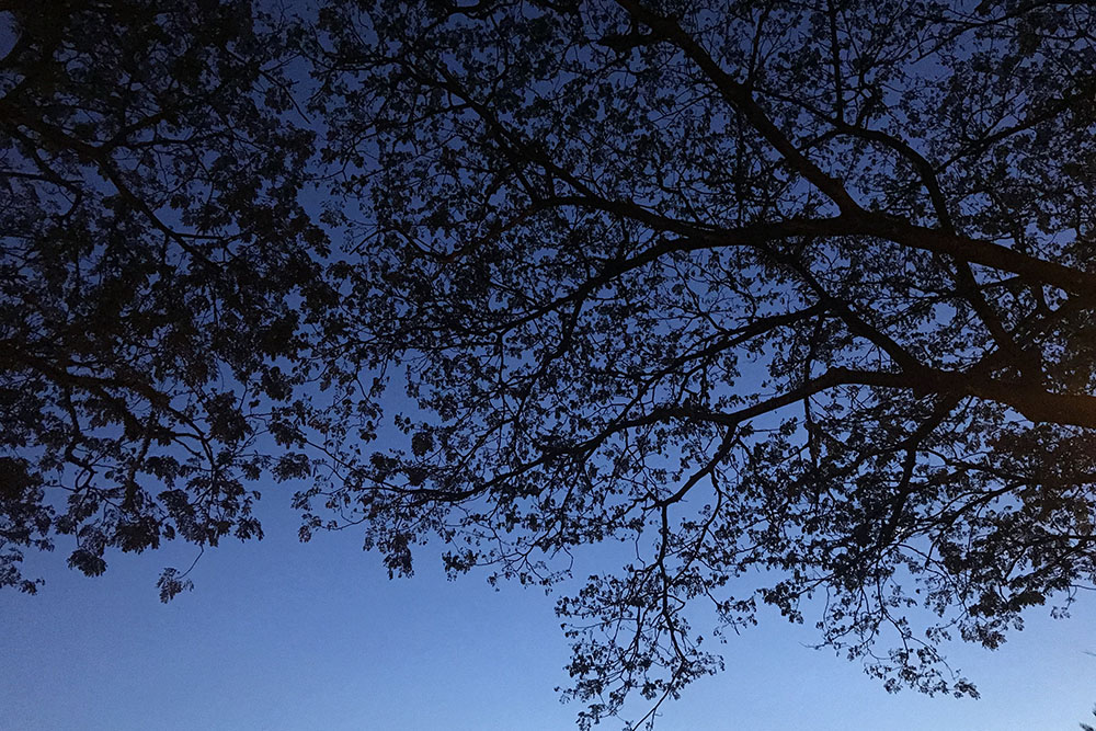 32115067757 412ee9dd67 o