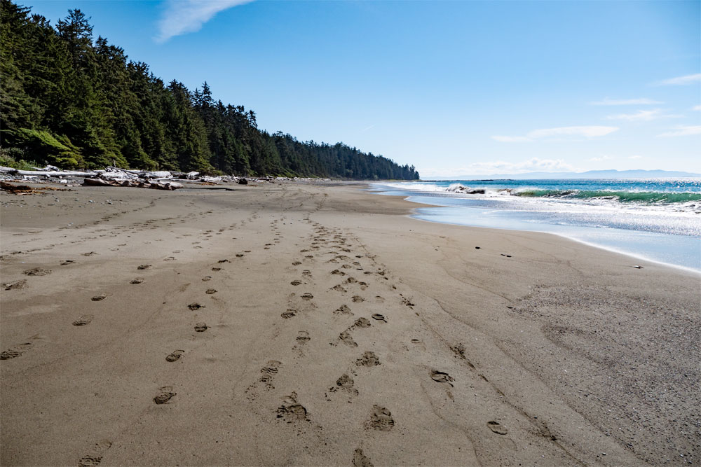 beach shore with green tree