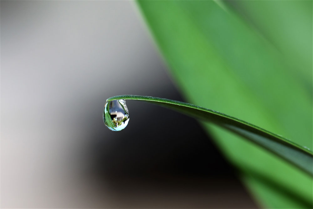 blade of grass blur bright 