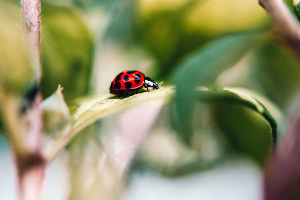 selective focus photo of la