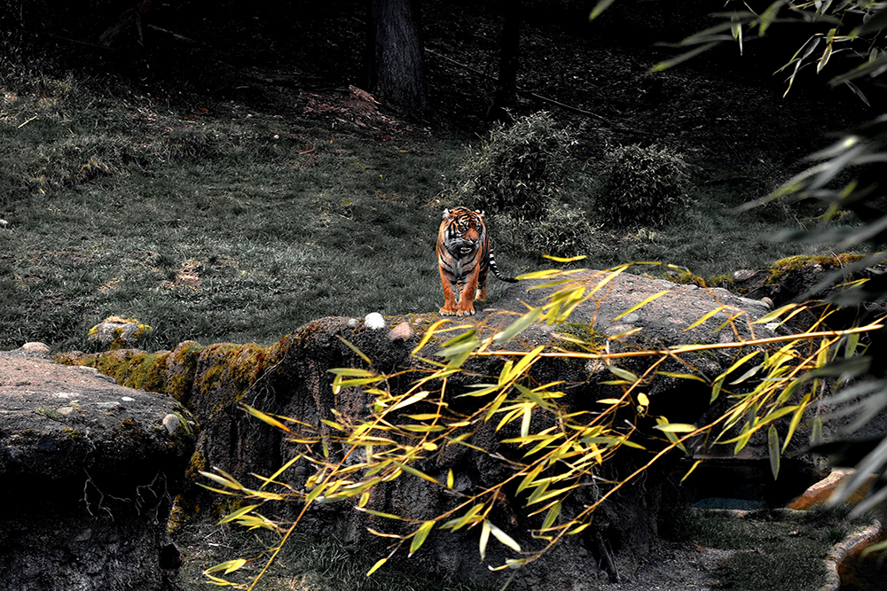 tiger on rock 982241